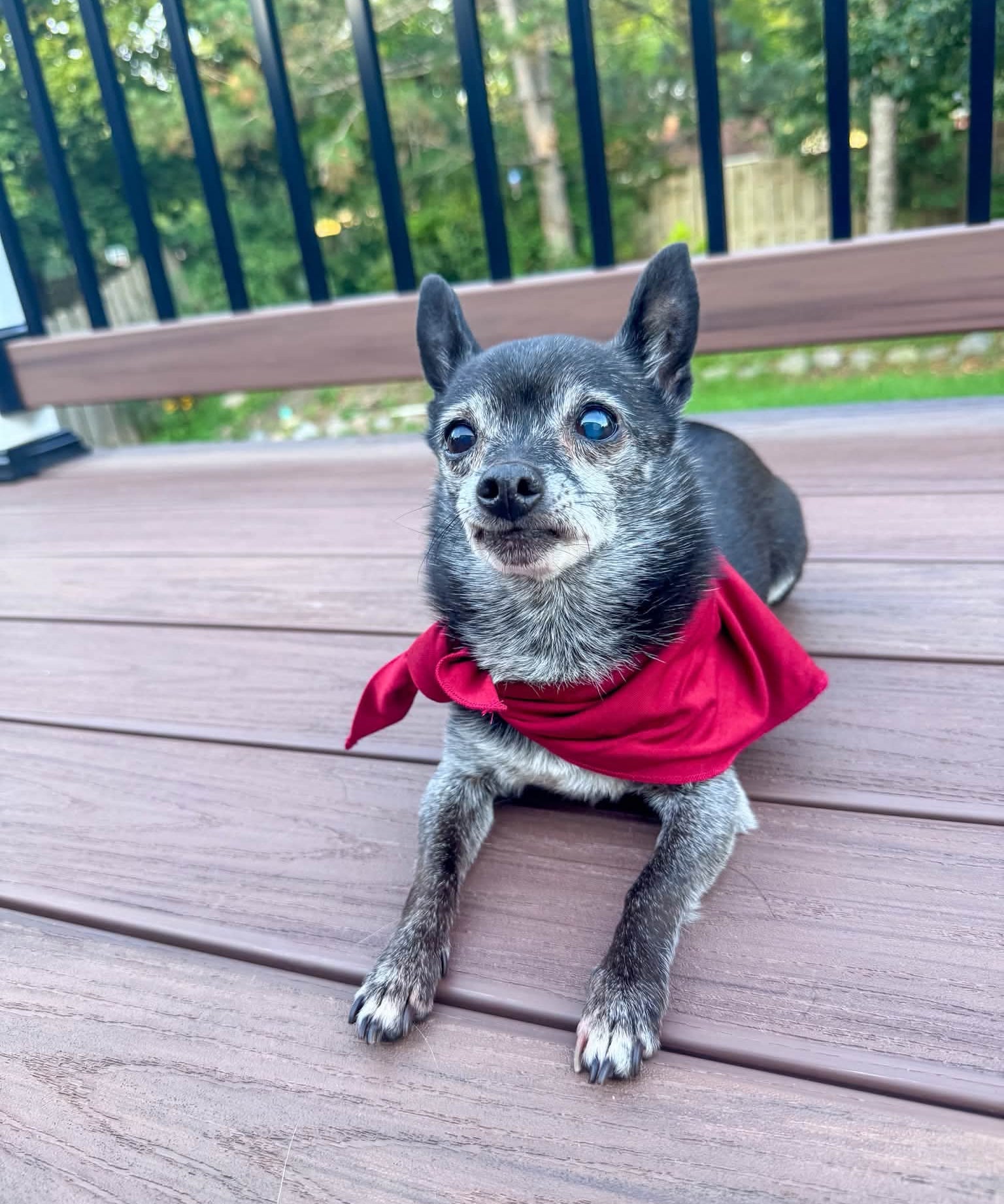 Crimson Pet Bandana