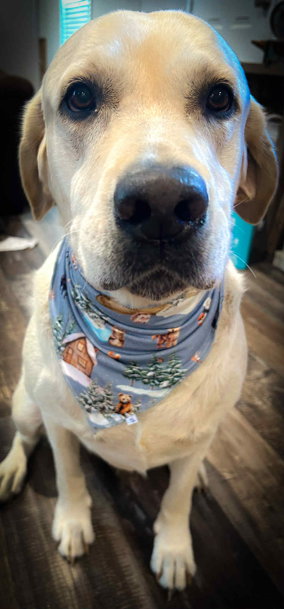 Winter Woodland Pet Bandana